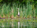 Grey Heron - Czapla Siwa